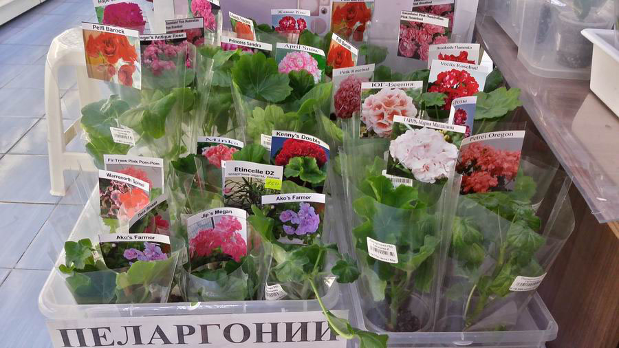 пеларгонии.jpg