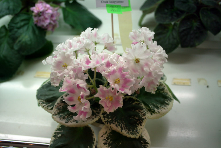 PINK SENSATION