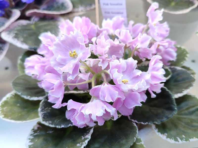 Нестерова Pink Sensation.jpg