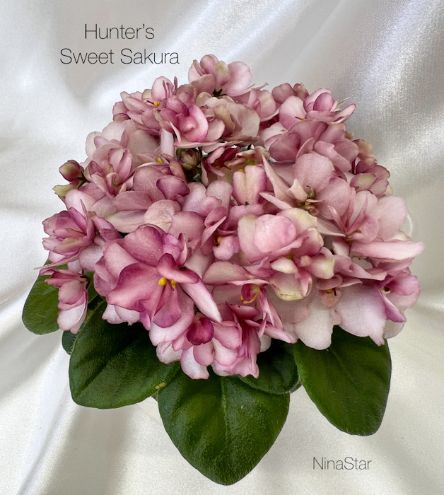 Hunter’s Sweet Sakura