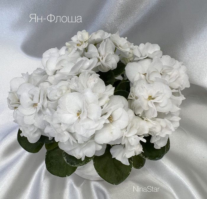 Ян-Флоша