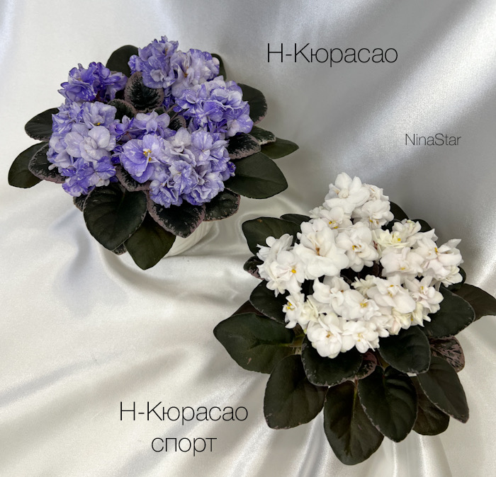 Н-Кюрасао - сорт и спорт