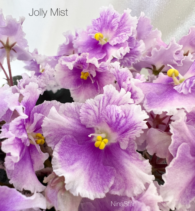 Jolly Mist