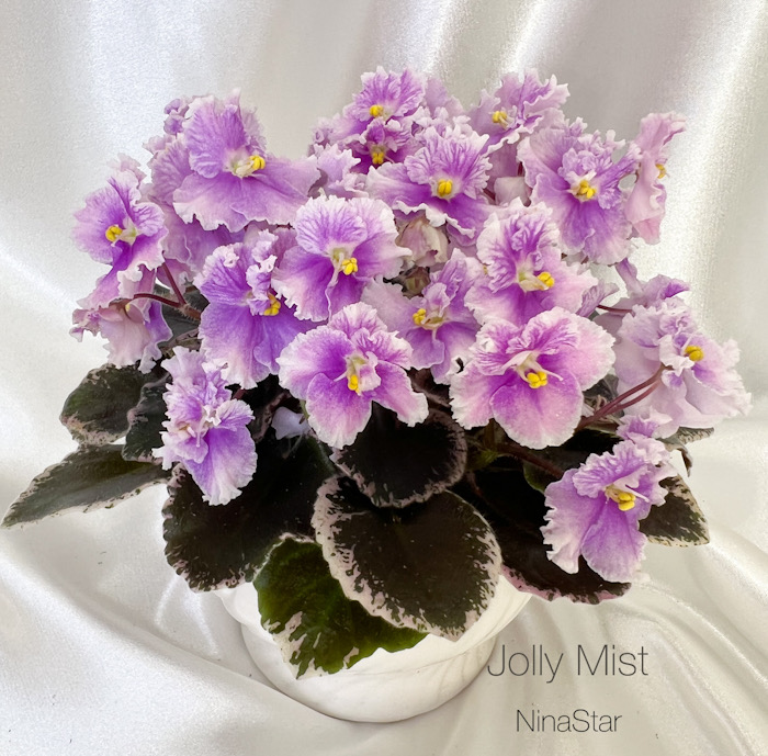 Jolly Mist