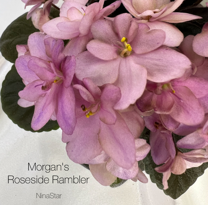 Morgan's Roseside Rambler