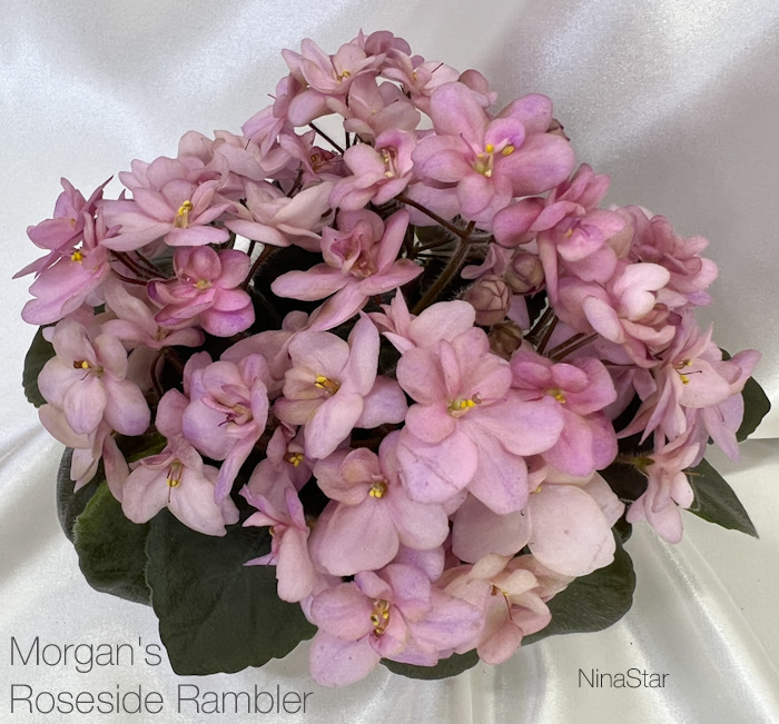 Morgan's Roseside Rambler