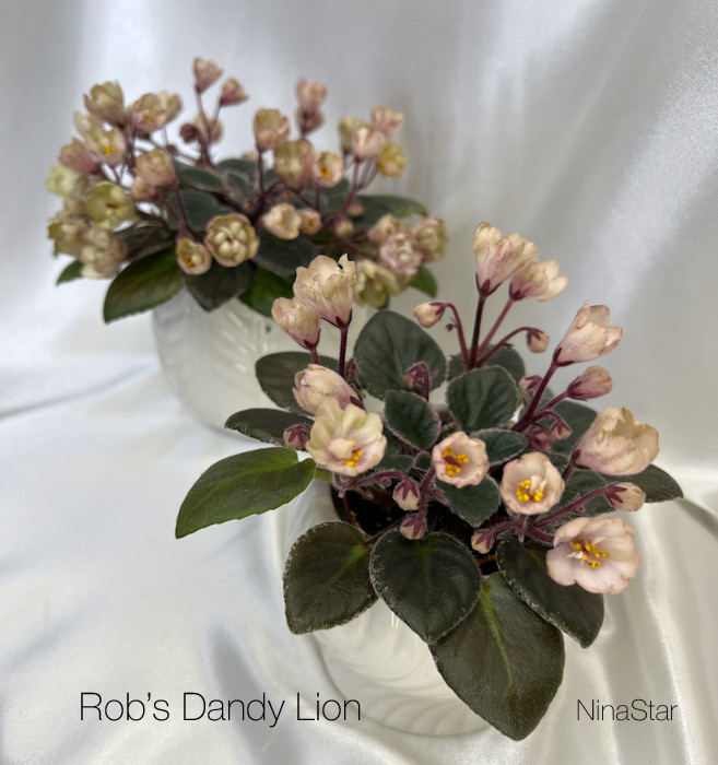 Rob’s Dandy Lion