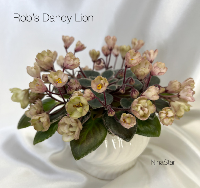 Rob’s Dandy Lion
