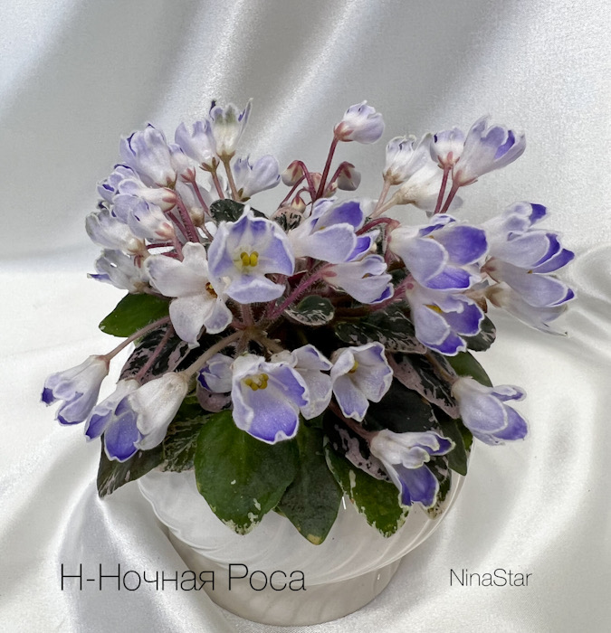 Н-Ночная Роса