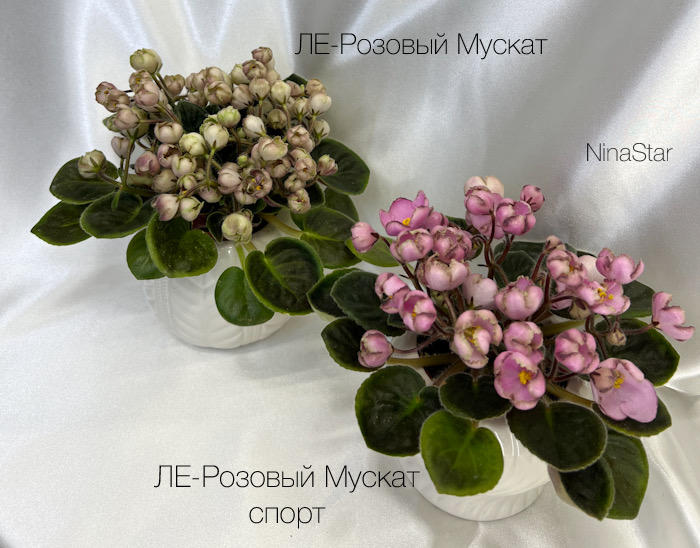 ЛЕ-Розовый Мускат - сорт и спорт
