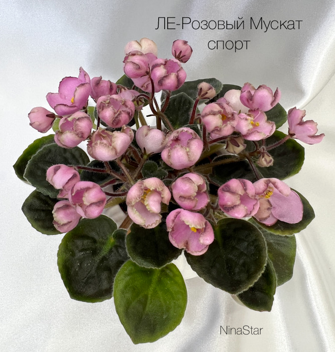 ЛЕ-Розовый Мускат Pink - спорт