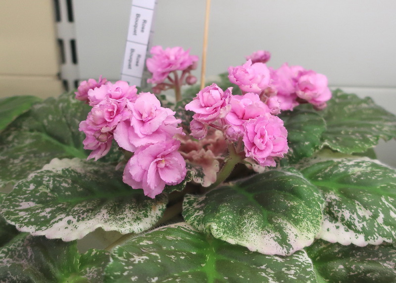 Ивашкина Rose Bouguete.JPG