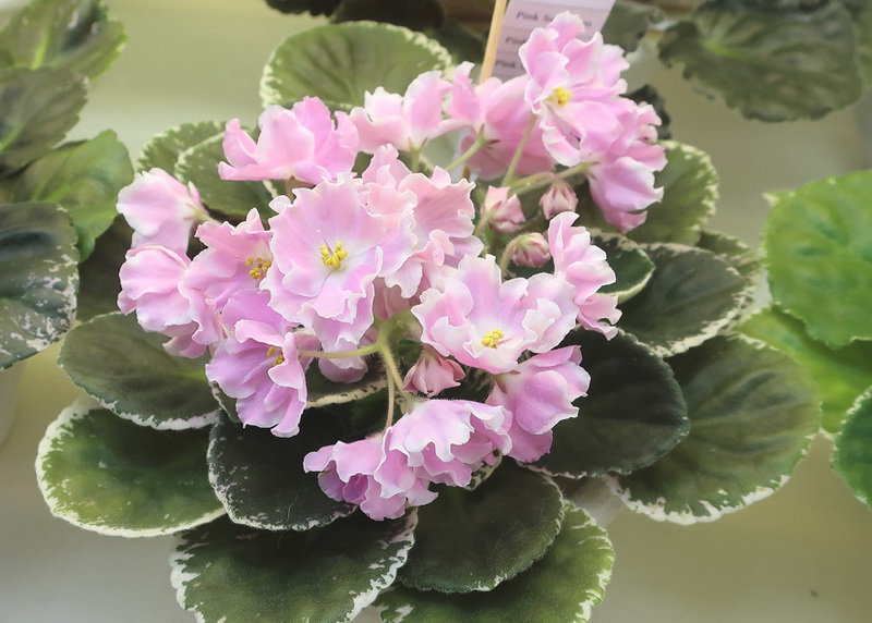 Нестерова Pink Sensation.JPG