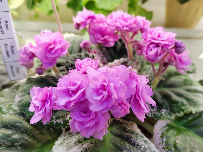 Rose Bouquet, Ивашкина.jpg