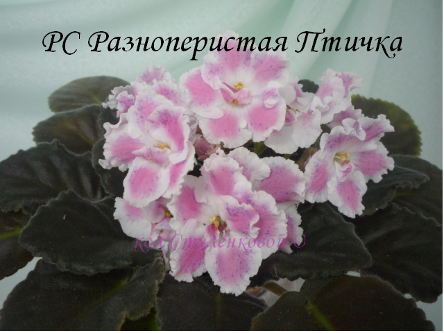 РС Разноперистая Птичка ф.jpg