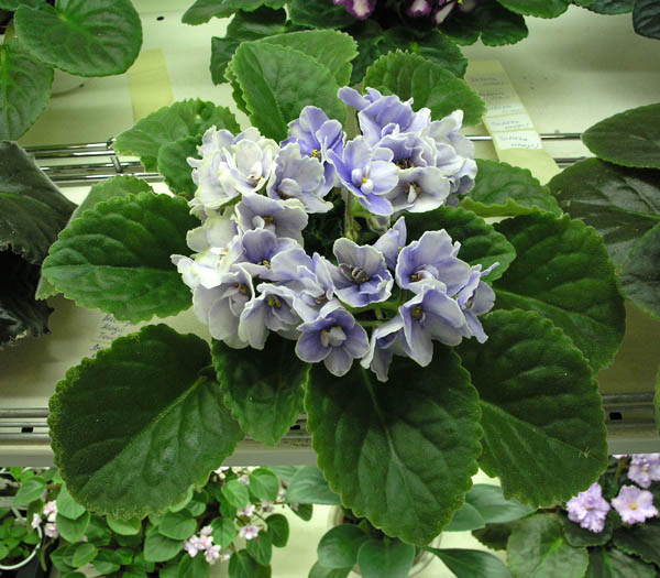 Blue Victoria (Volkmann), из коллекции А. Кочетковой.