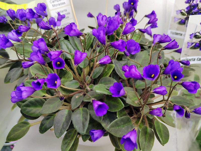 Vallarta Campanas Moradas, Галицкая.jpg