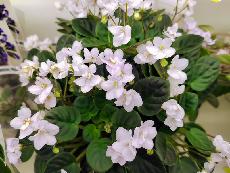 White Robi, Галицкая.jpg