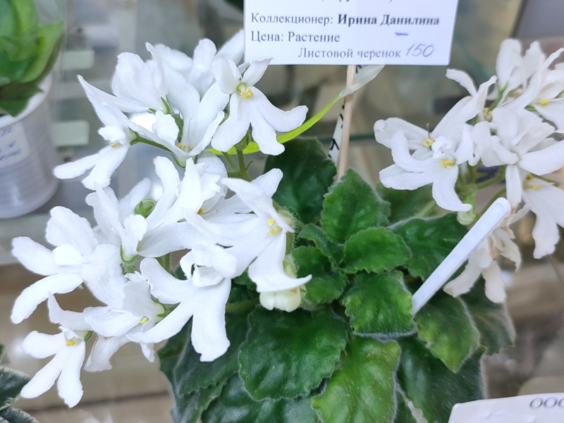 Данилина Lunar Lily white.jpg