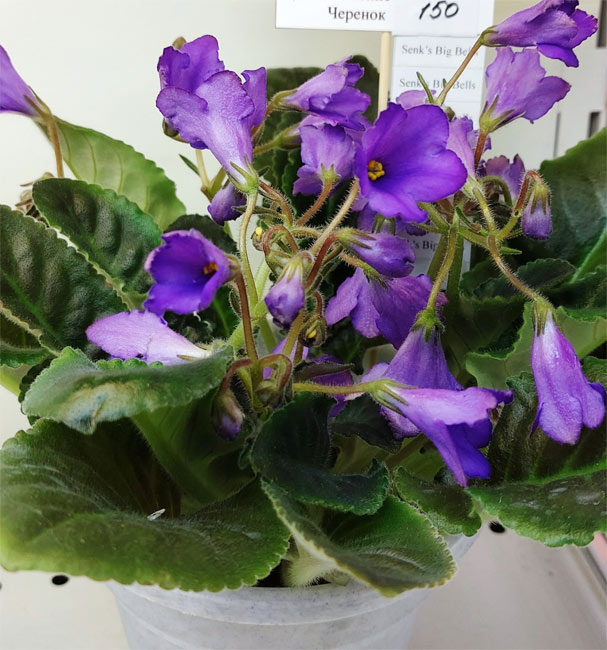 Senk's Big Bells
