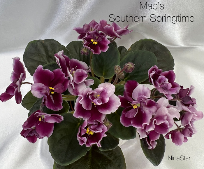 Mac’s Southern Springtime