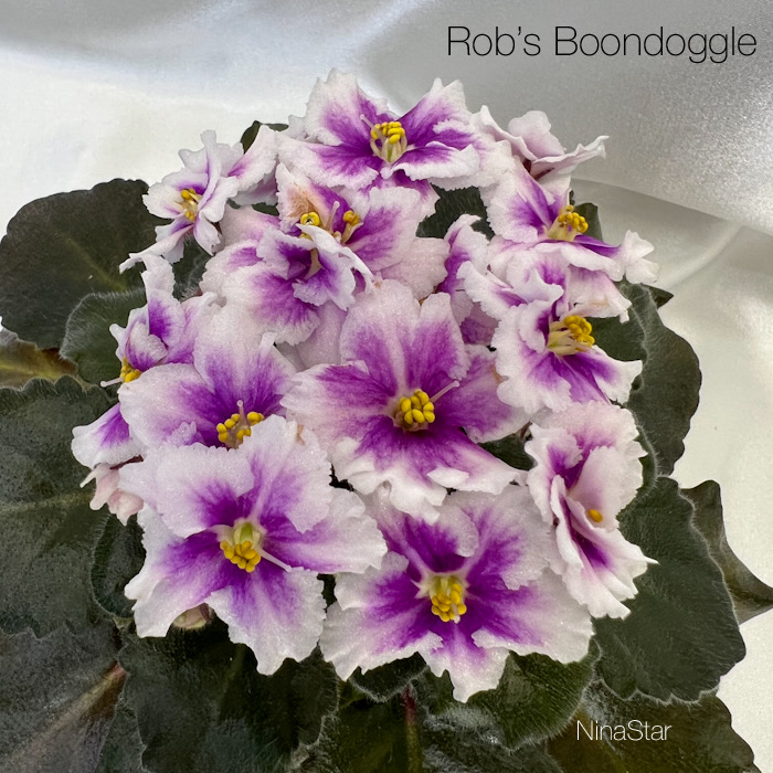 Rob’s Boondoggle