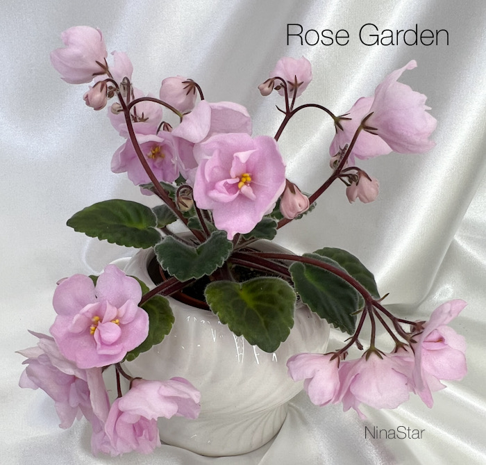 Rose Garden