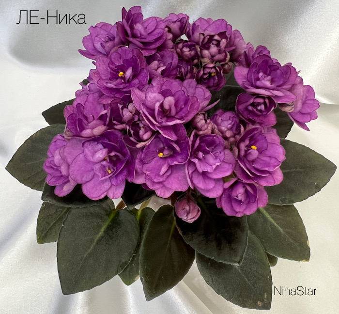 ЛЕ-Ника