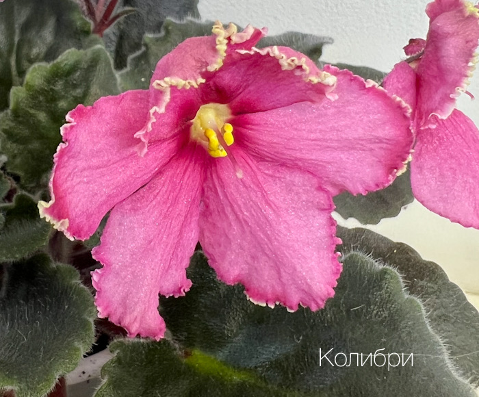 Колибри_И.Щедрина