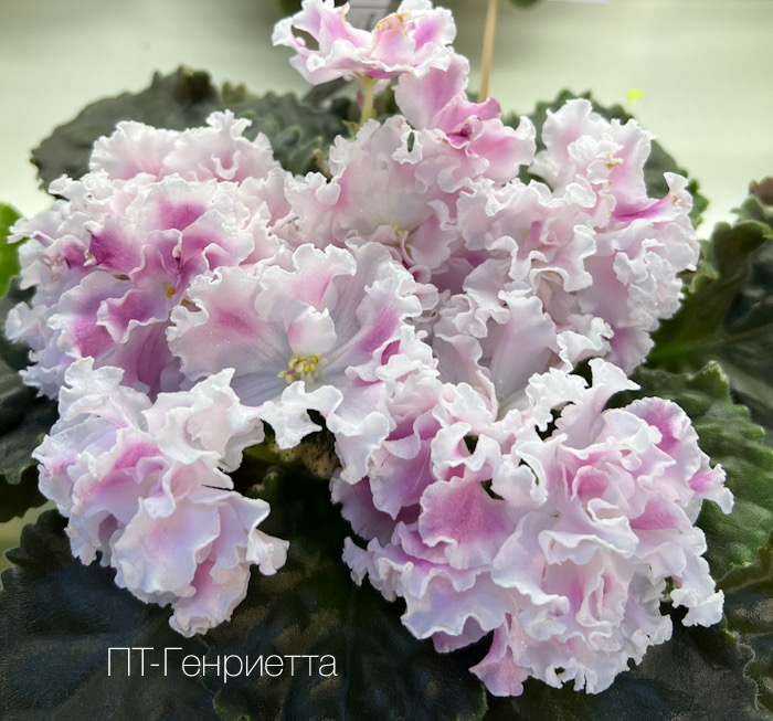 ПТ-Генриетта_О.Ивашкина