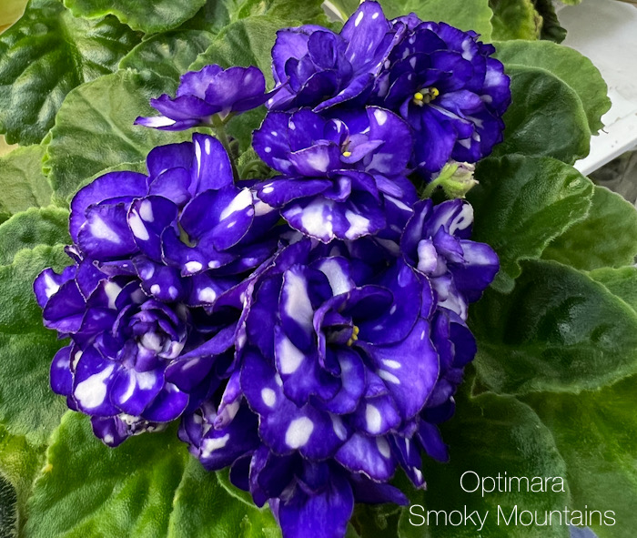Optimara Smoky Mountains_Л.Галицкая