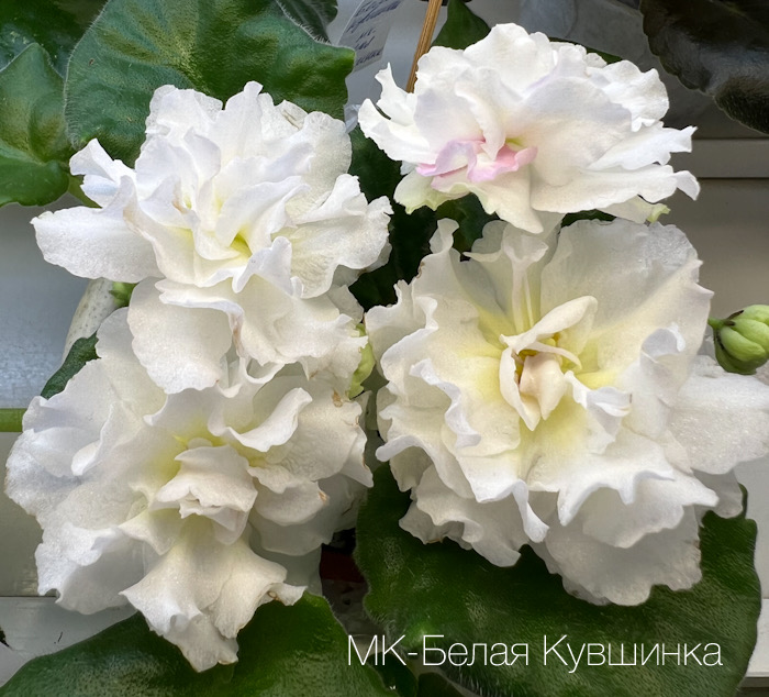 МК-Белая Кувшинка_М.Карпова