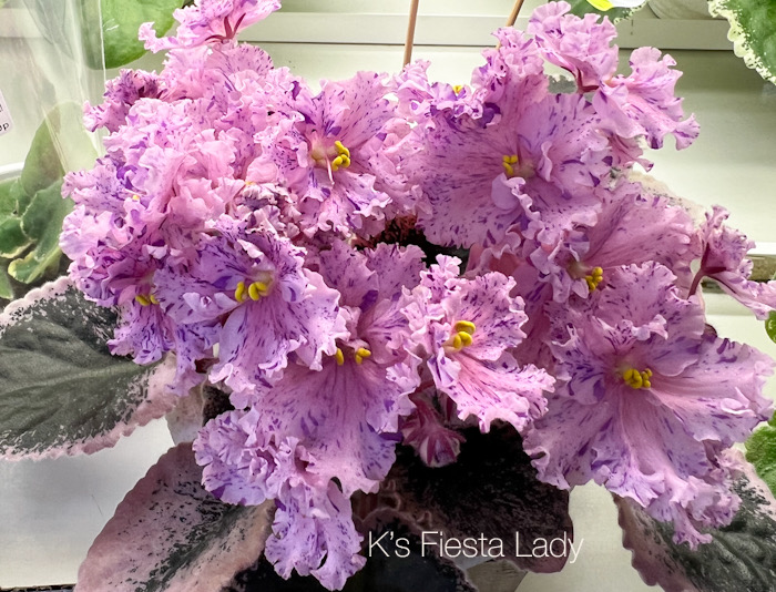 K’s Fiesta Lady_И.Данилина