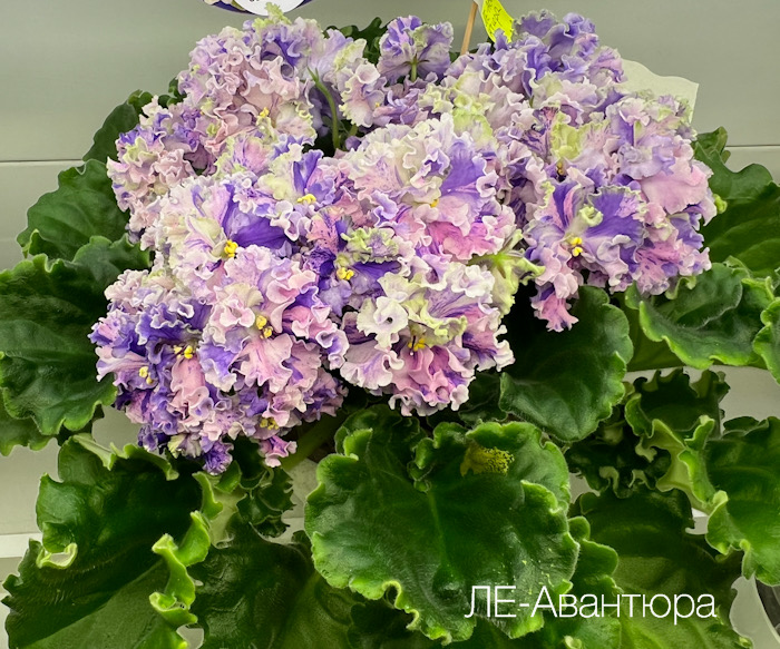 ЛЕ-Авантюра_И.Данилина