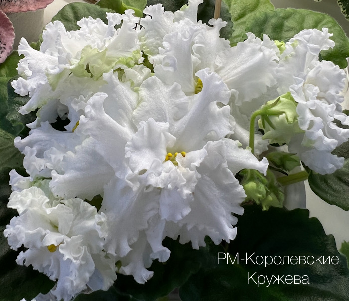 РМ-Королевские Кружева_И.Данилина