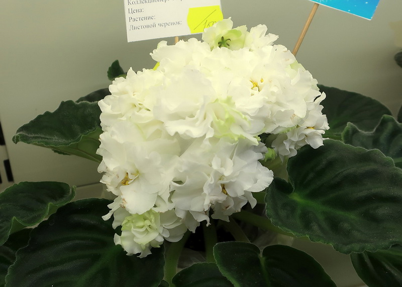 Тюрина Spring Rose.JPG