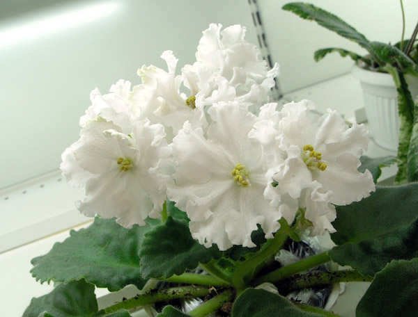 ЕК-Белая Лилия (Коршунова), колл. И. Конышева.