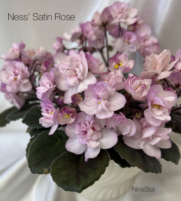 Ness’ Satin Rose