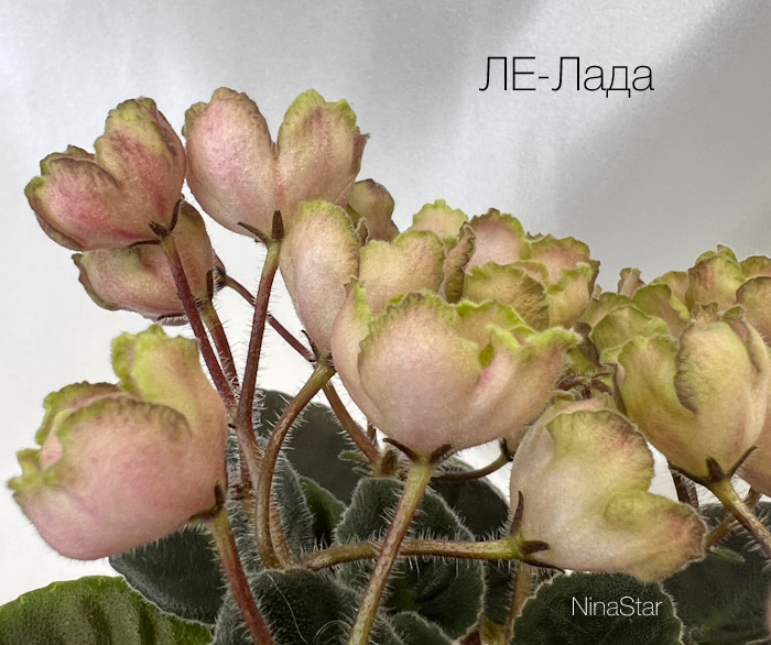 ЛЕ-Лада