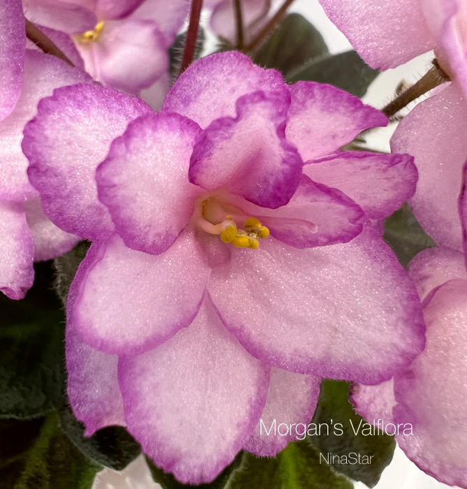 Morgan’s Valflora