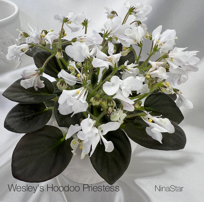 Wesley's Hoodoo Priestess