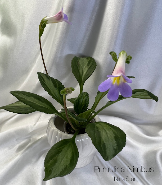 Primulina Nimbus