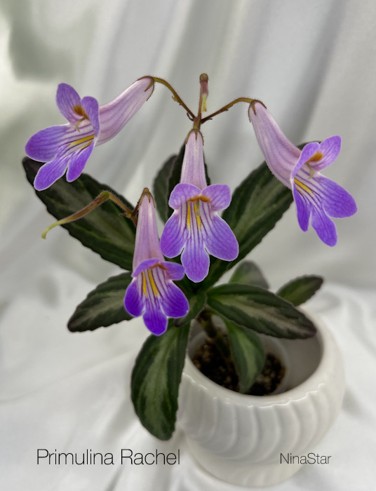 Primulina Rachel