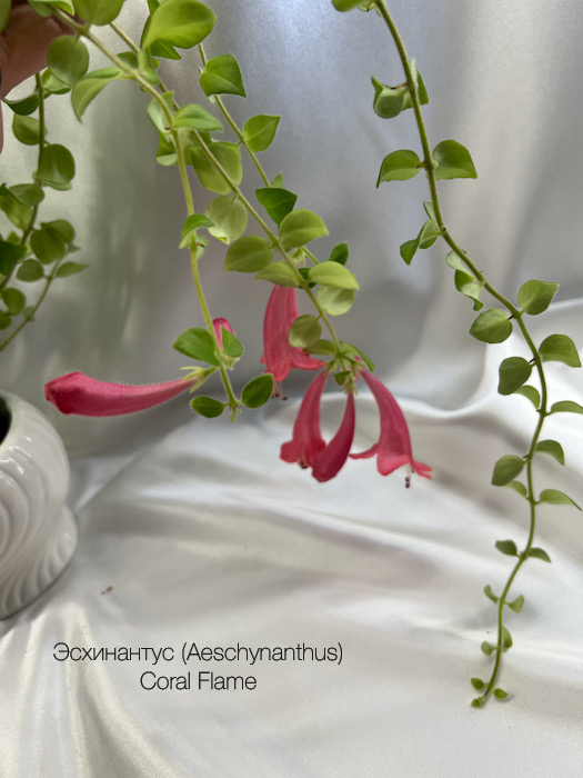 Эсхинантус (Aeschynanthus) Coral Flame