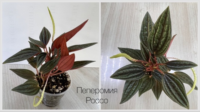 Пеперомия Россо