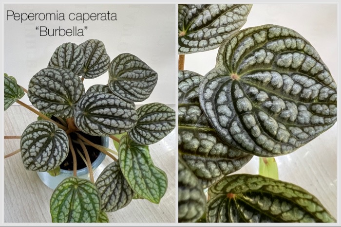 Пеперомия caperata “Burbella”