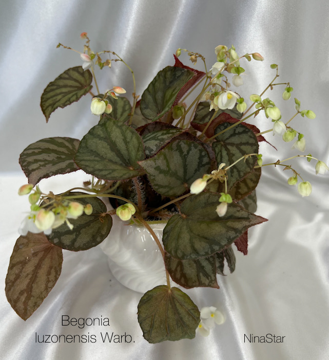 Begonia luzonensis Warb.
