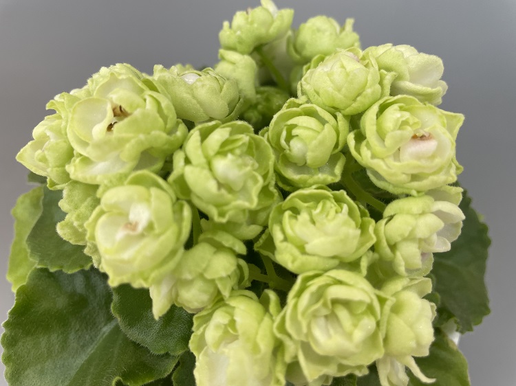 Hunter's Cabbage Goddess 3.jpg