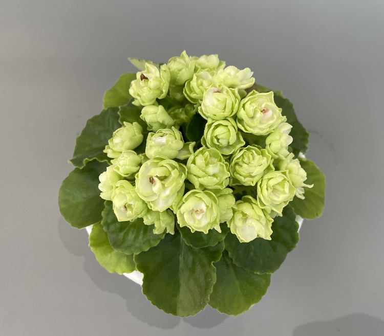Hunter's Cabbage Goddess 2.jpg
