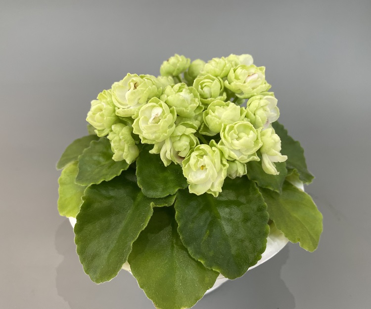 Hunter's Cabbage Goddess 1.jpg